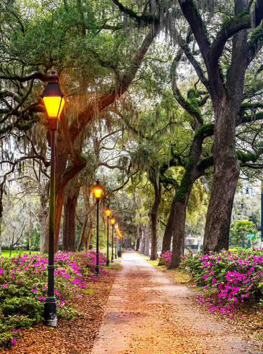 adobestock 642138461 savannah 512x800